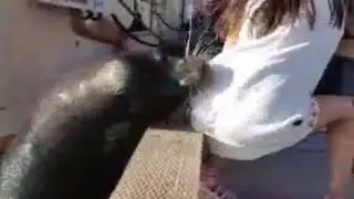 Video: Sea lion pulls girl into water