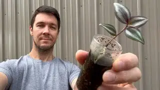 What do I do with My Rooted Cuttings Now | Plant Propagation Tips and Tricks