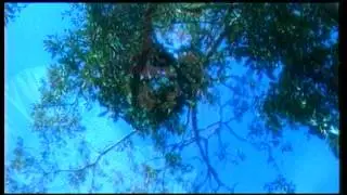 Amuk - Jernih (Official Music Video)
