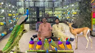 Multan Sunday Birds Rasheedabad 05 August 2024