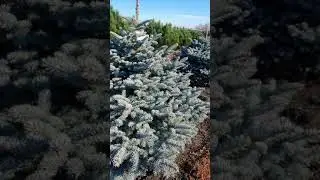 ЕЛЬ КОЛЮЧАЯ ГЛАУКА ГЛОБОЗА 