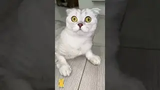 Funny Cat & Cute Kittens506😻 