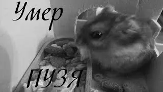 Умер хомяк Пузя. Кто будет сниматься в следующих видео?