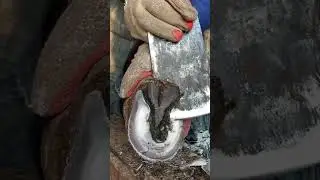 Awesome hoof trimming video!丨ASMR丨Donkey hoof cutting sound