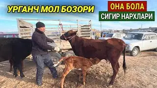 ОНА БОЛА СИГИР НАРХЛАРИ ХОРАЗМ УРГАНЧ МОЛ БОЗОРИ 4-ДЕКАБР 2022г ХОРАЗМ БОЗОР