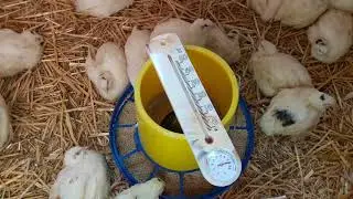 Напольное содержание перепелов кому хорошо, кому нет.