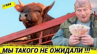 Сколько можно заработать на 11 быках. Сколько мы потратили, чтоб их вырастить. Жизнь а деревне.