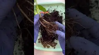 У СПАТИФИЛЛУМА ОТВАЛИЛИСЬ КОРНИ 
