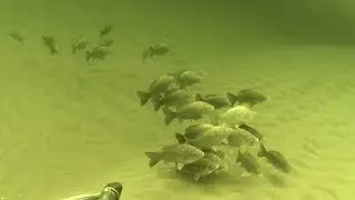 Подводная охота на Волге.