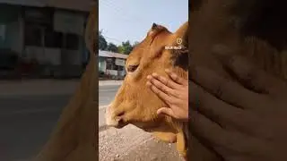 जय गाय माता जी