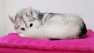 🔴 Come Hang Out With My Husky! (LIVE)