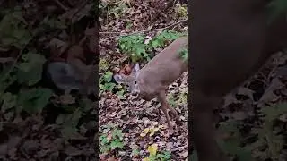 More Whitetails #deer #whitetaildeer #nature