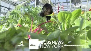 Class Act: Students at Francis Lewis growing fresh skills in rooftop garden