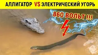 Аллигатор не подозревает, что эта рыба БЬЕТ ТОКОМ 860 Вольт!
