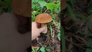 Мы с "Гусем" нашли шикарный Белый гриб, хотя шли по монеты... #trending #лес #mushroom #грибы