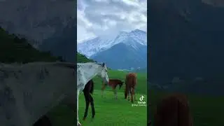 природа Кыргызстана 🇰🇬 nature Kyrgyzstan