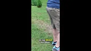 Remove the dead grass first!