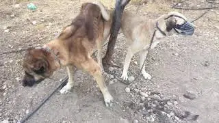 Kangal eşleştirme