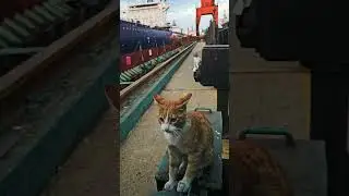 Cats and ships 