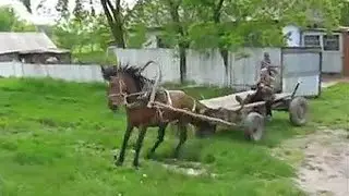 Riding a stallion in a cart