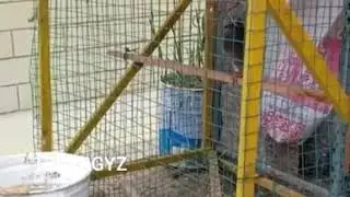 Ловушка для голубей и птиц😉 гениальная идея