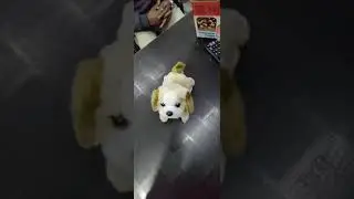 Dog Toy | 360 Degree Flip Dog Toy | Unboxing & Review #shorts #viralvideo #shortsfeed #puppy #toys