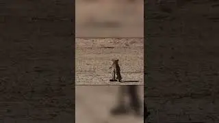 Ты Не Поверишь, Шакал Сбежал От Леопарда