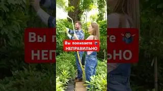 НИКОГДА НЕ ПОЛИВАЙТЕ ТАК!