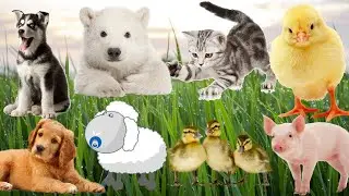 Baby Animals Sound - kitten, puppy, piggy, chick, baby monkey