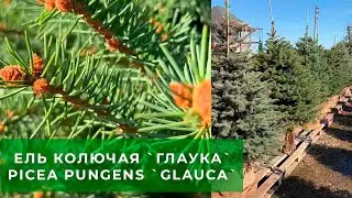 Ель колючая `Glauca` (`Глаука`) с комом. Скидка 50% в питомнике 