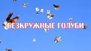 Безкружные голуби