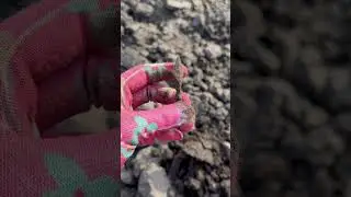 Вістря стріли 
