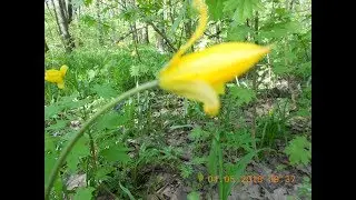 ОДИНОЧНЫЕ ЖЁЛТЫЕ ЛЕСНЫЕ ТЮЛЬПАНЫ 20 18 год