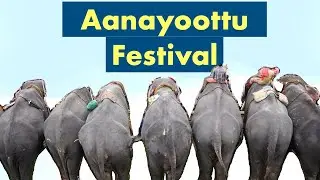 Aanayoottu Festival | Vadakkumnathan temple | Feeding Elephants | Art and Culture | Hindi #upsc