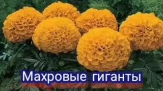 Сею бархатцы крупноголовые Дискавери