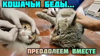 Кошка Пиратка и кот Барсик пострадали одновременно в разных местах, но оба попали на лечение к нам