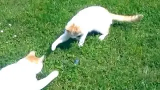 СМЕШНЫЕ ВИДЕО ПРО КОТОВ
