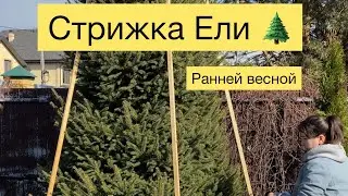 Идеальная Ель! Новогодняя! Формирование