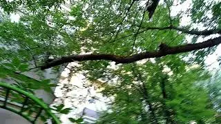 Утопающий в зелени город... Романтическое стихотворение. Зелёный московский дворик