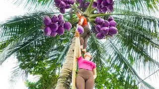 Harvesting Coconut Fruit Goes to the market sell - Flower planting | New Free Bushcraft