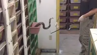 Корм змей!
