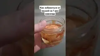 Как избавиться от мышей за 1 раз навсегда 