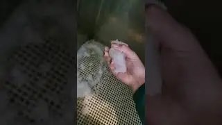 Льдогенератор ziegra ZBE375