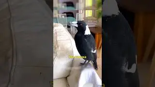 🐦‍⬛Сорока Думает Что Она Собака🐕