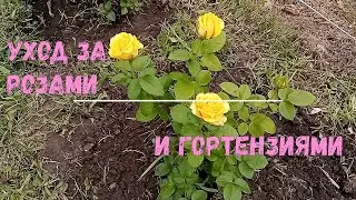 Уход за розами и гортензиями