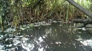 Suara Kodok di Rawa-Rawa