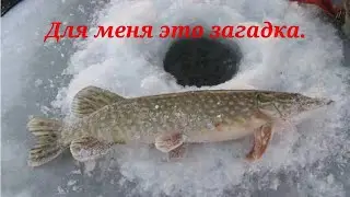 #щука