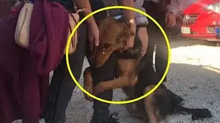 The dog begs strangers who stopped to pet him on the street!