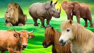 Animal Sound Effects: Tiger, Hippo, Monkey, Dog, Cat, Cow, Goat, Elephant, and More! p114