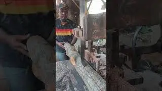 BELAH KAYU g407w #shorts